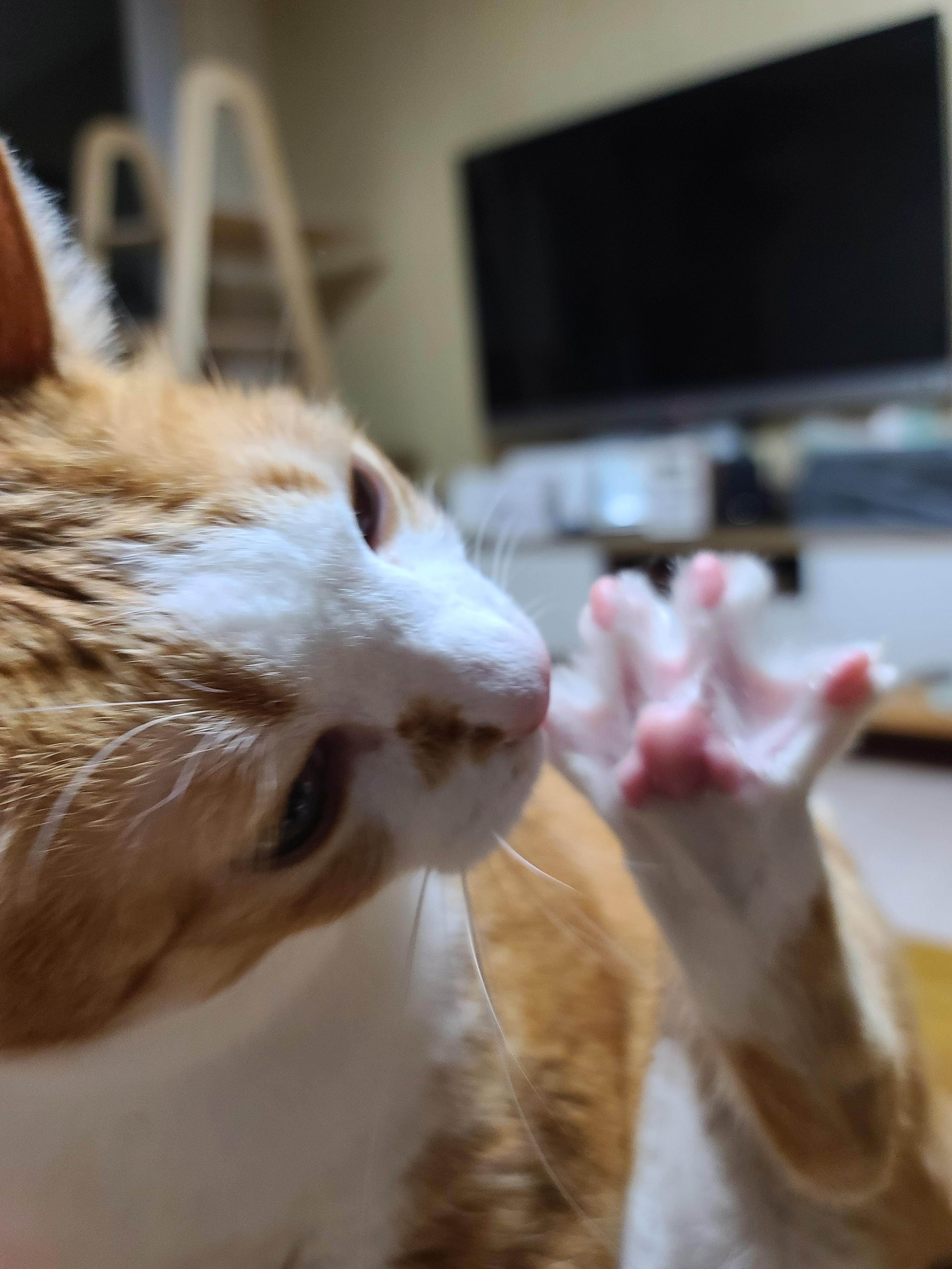 너무 귀여운 고양이호야 앞발 잼잼 ㅠ(feat.쫙편발가락)