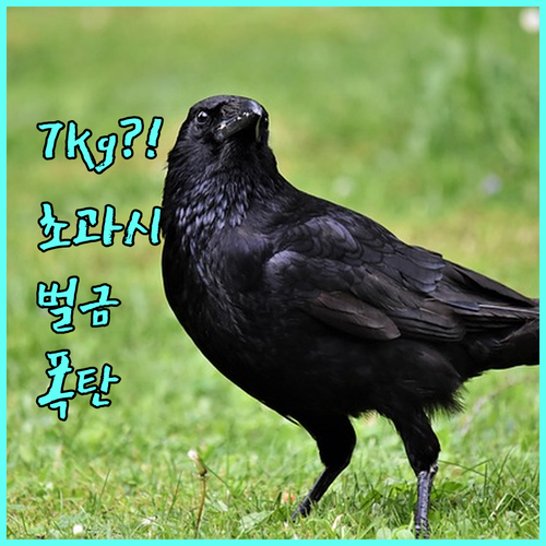 세부퍼시픽 기내 반입 수하물 규정 7..
