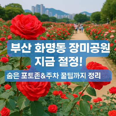 부산 화명동 장미공원 지금 절정!숨은 포토존&주차 꿀팁 총정리