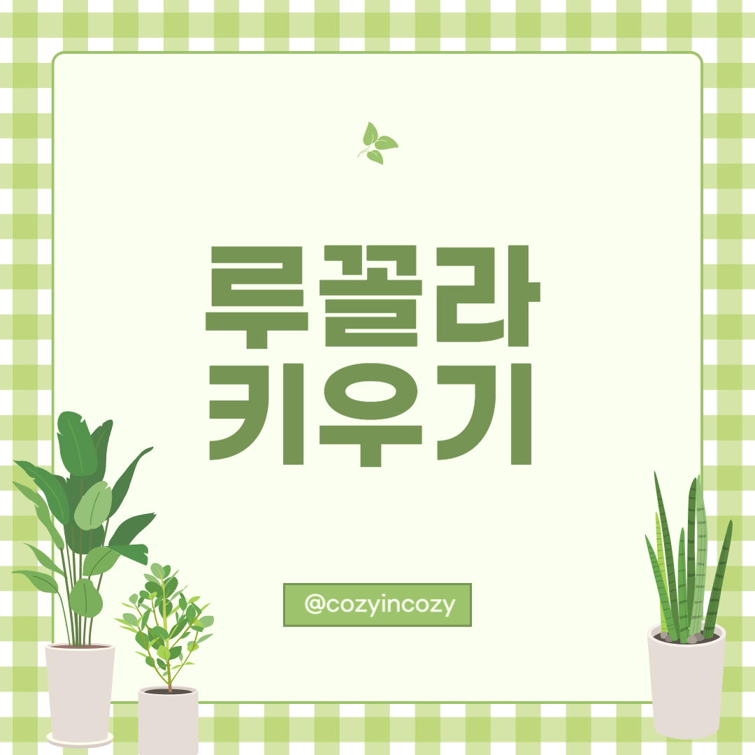 초보자도 쉽게 따라하는 루꼴라 키우기 재배법
