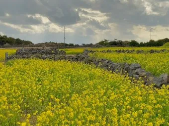 제주 유채꽃 개화 시기 봄 여행 필수 코스_22