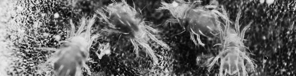 응애 사진: 특징