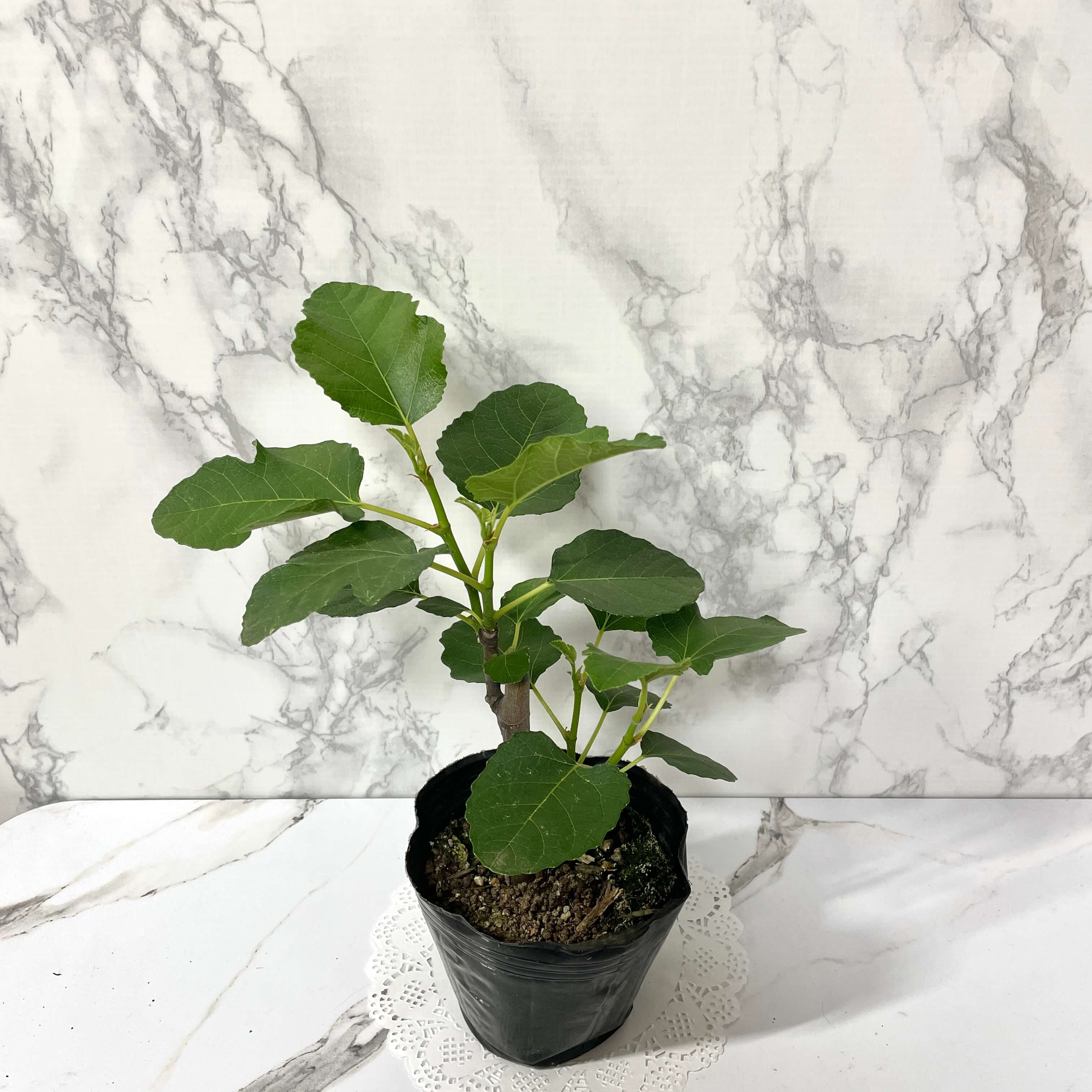 무화과나무 키우기