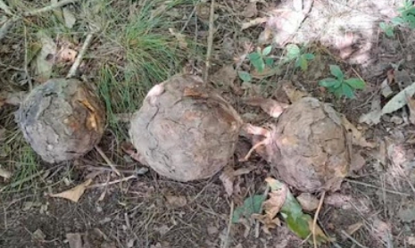 한국의 떡 종류 복령떡-송근봉:소나무가 살아있을 때 자람