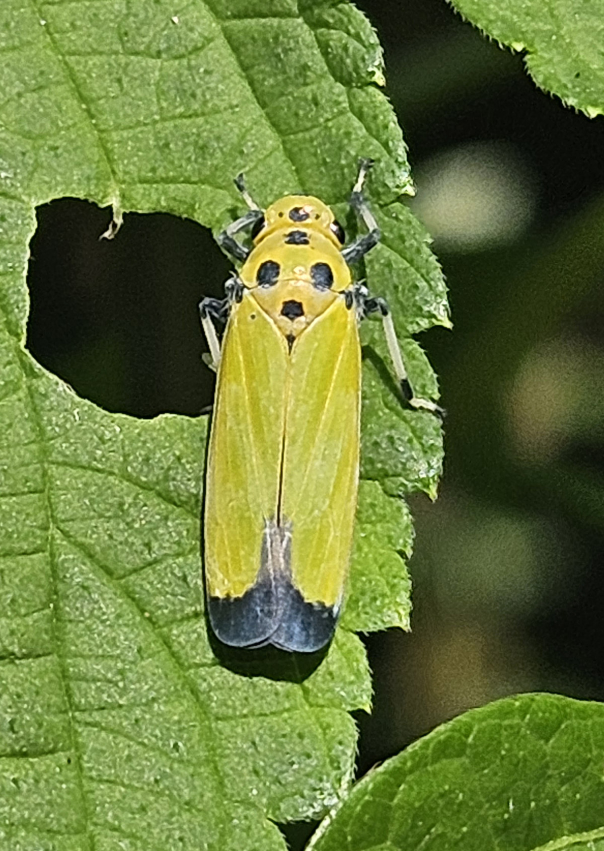 끝검은말매미충 성추1