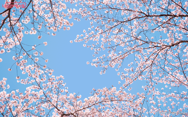 올해 봄, 여기 안 가면 후회해!2025 벚꽃 구경하기 좋은 국내 여행지 BEST 10