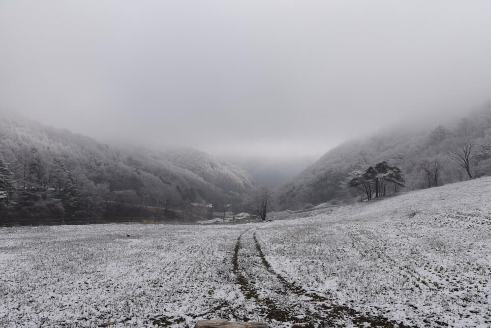생생정보 수확의 달인 강원도 홍천 오대산 봄철 대표 봄나물 산마늘 주문방법 미쁨농장 산마늘 구매방법