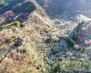 광양 매화축제_20