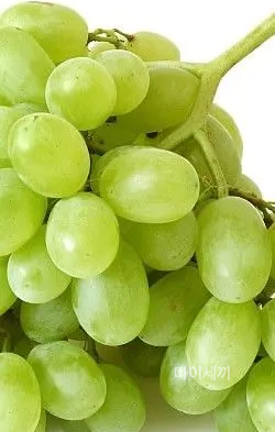 샤인머스켓 청포도 망고포도 샤인머스켓 2kg 가격 샤인머스켓 효능 보관방법 칼로리