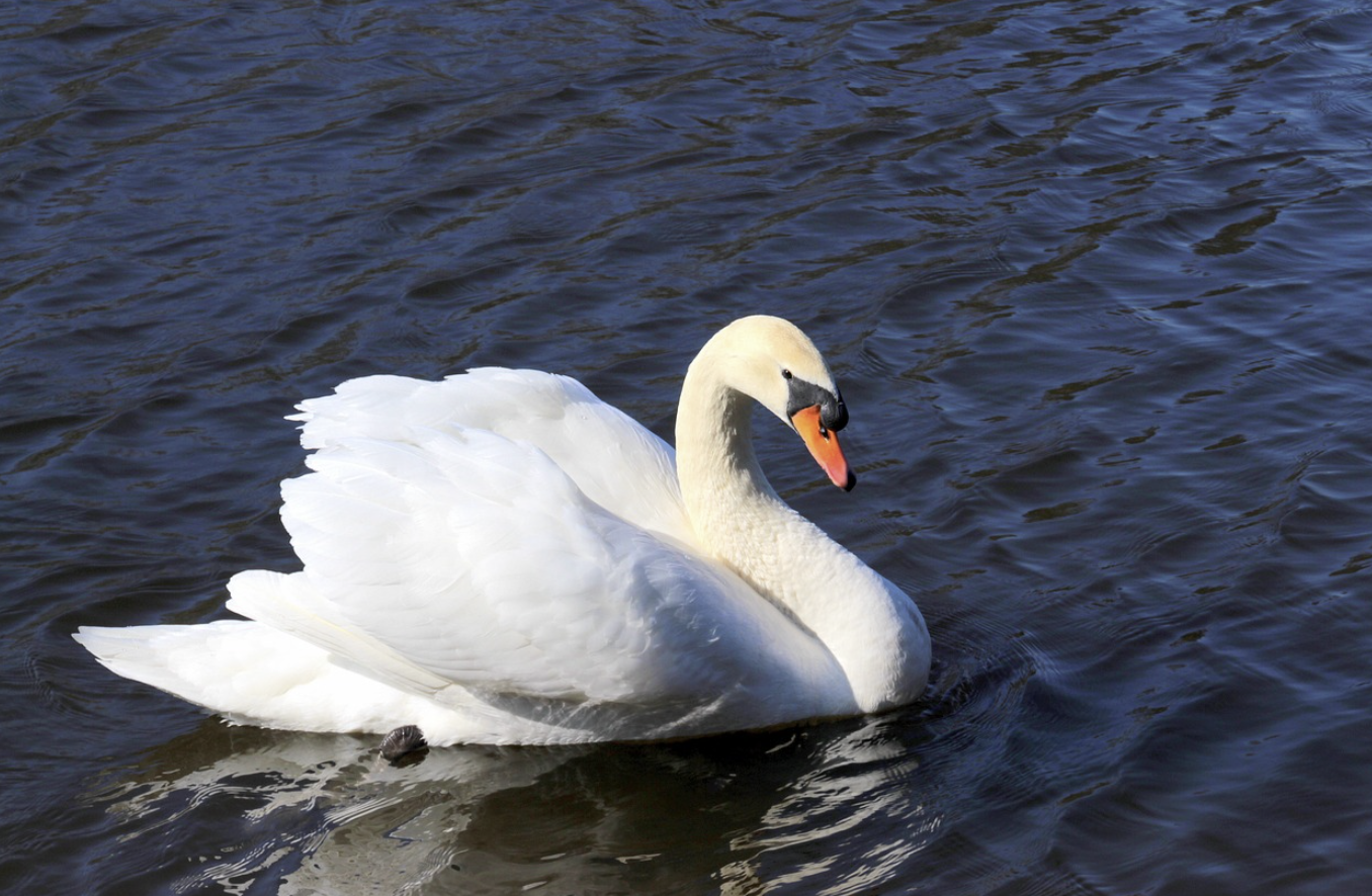 백조자리 별자리