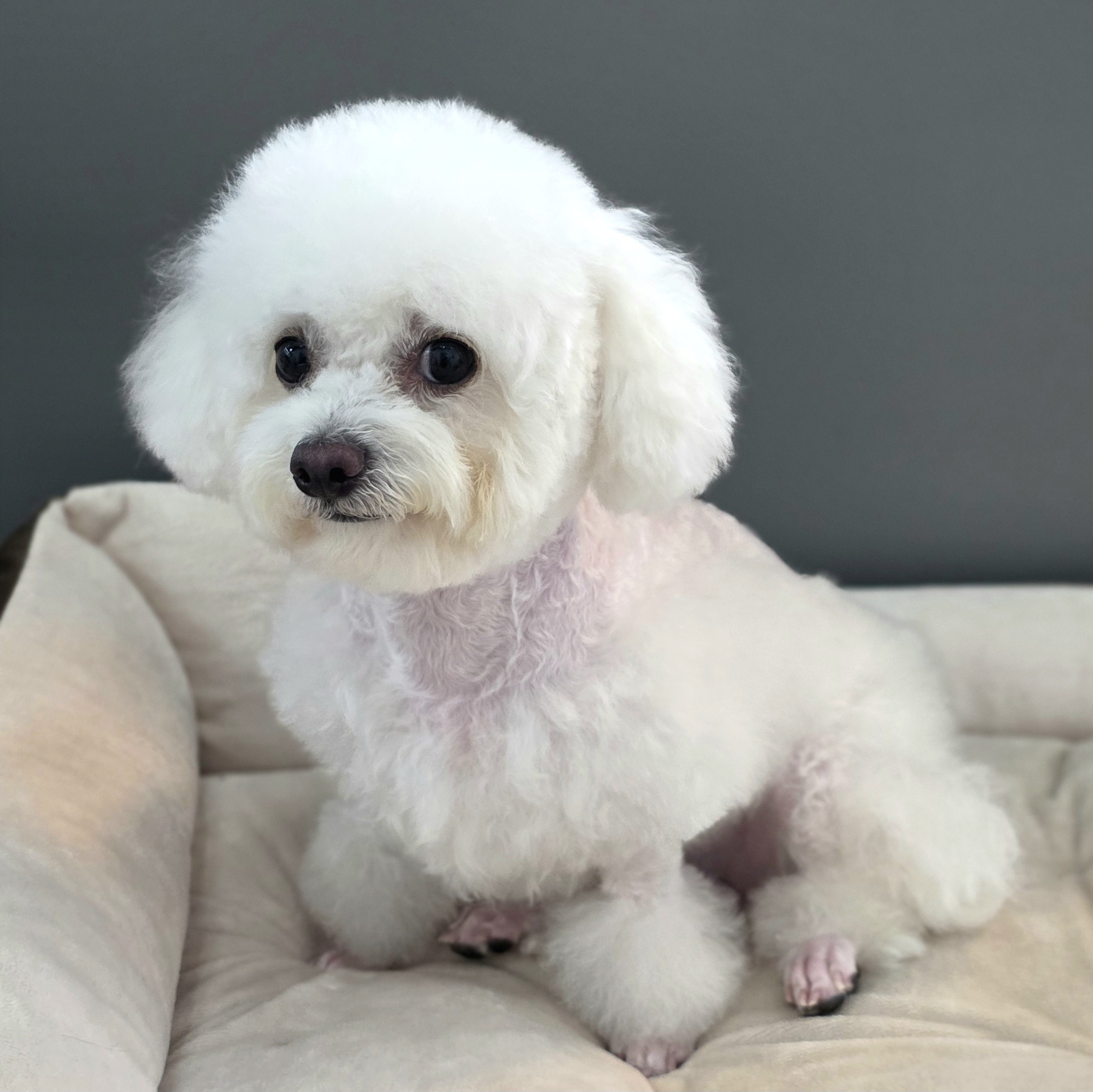 서면애견미용국비지원