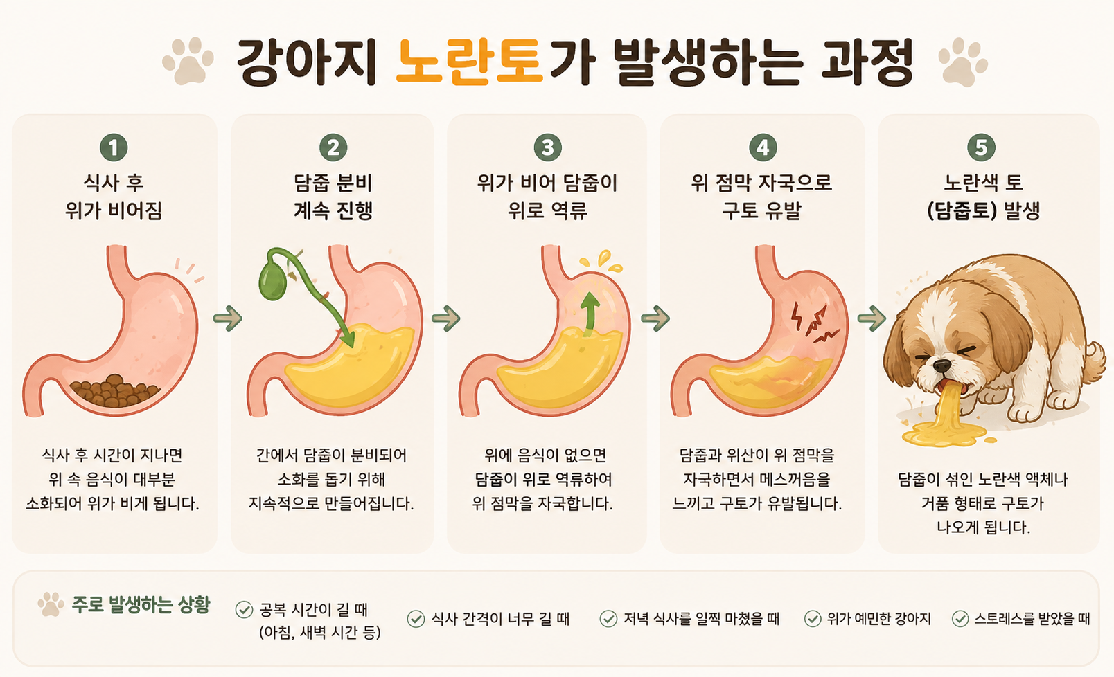 강아지 노란토가 발생하는 과정을 단계별로 정리 이미지