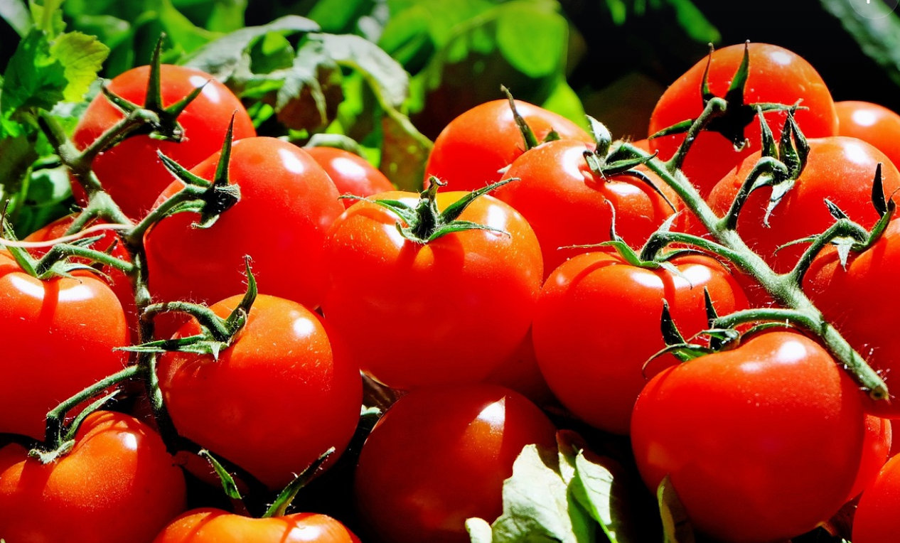 지중해식 식단 토마토