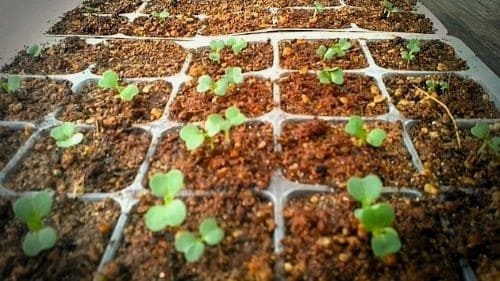 모종판-김장배추-종자-파종방법-발아