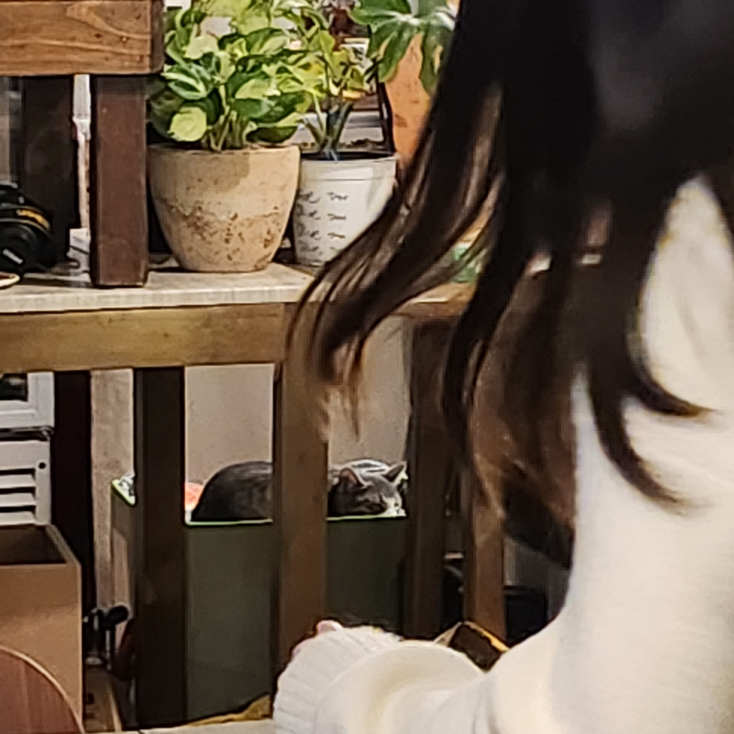 태릉입구역 카페 마스트리스보트 고양이 있는 공릉 태릉 감성카페
