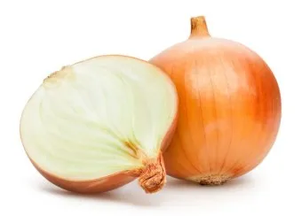 양파 수확시기_6