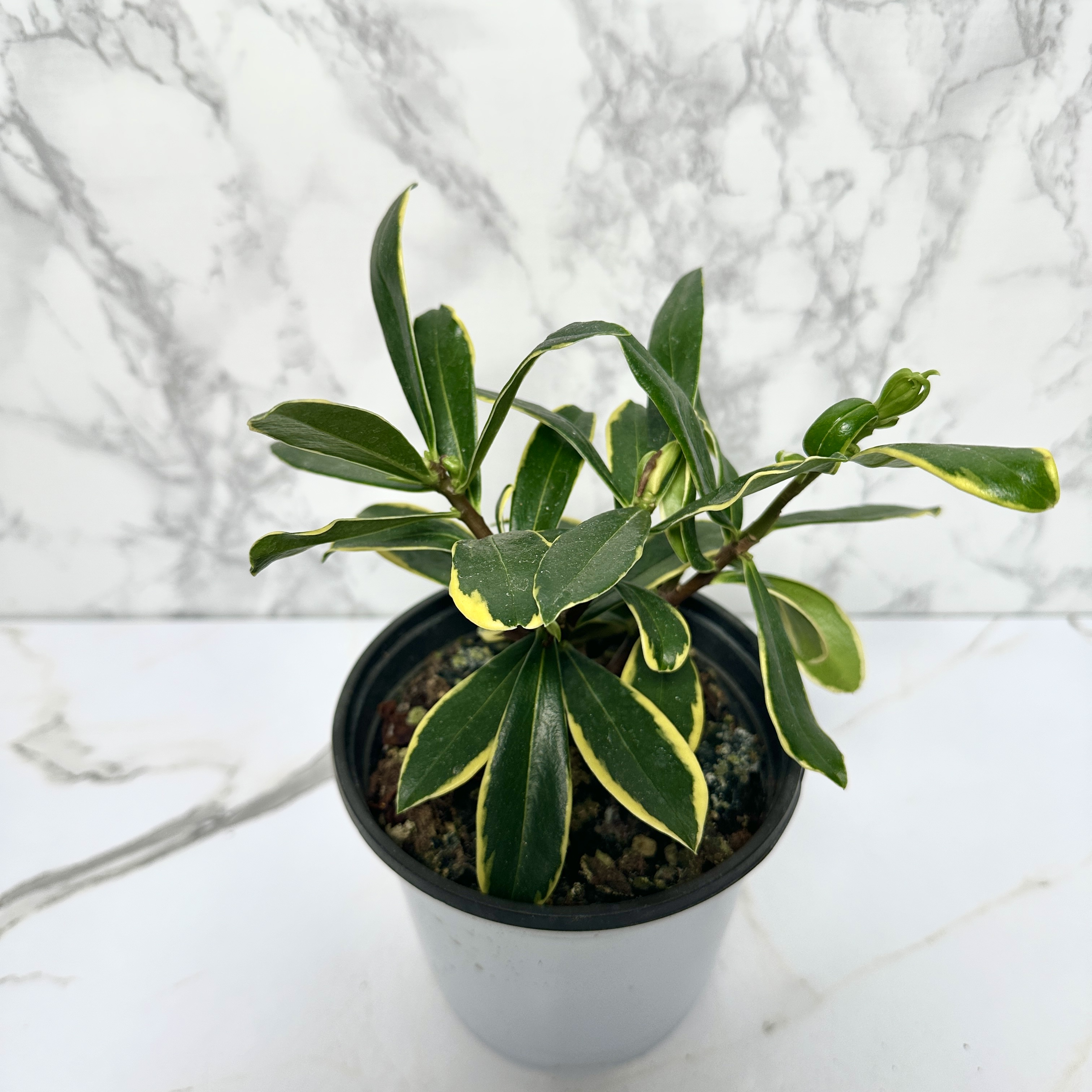 황금무늬 천리향 키우기