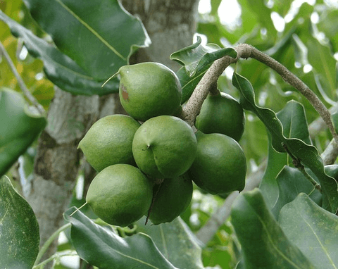 나무에 초록색의 작고 동그란 마카다미아 열매들이 열려있다.