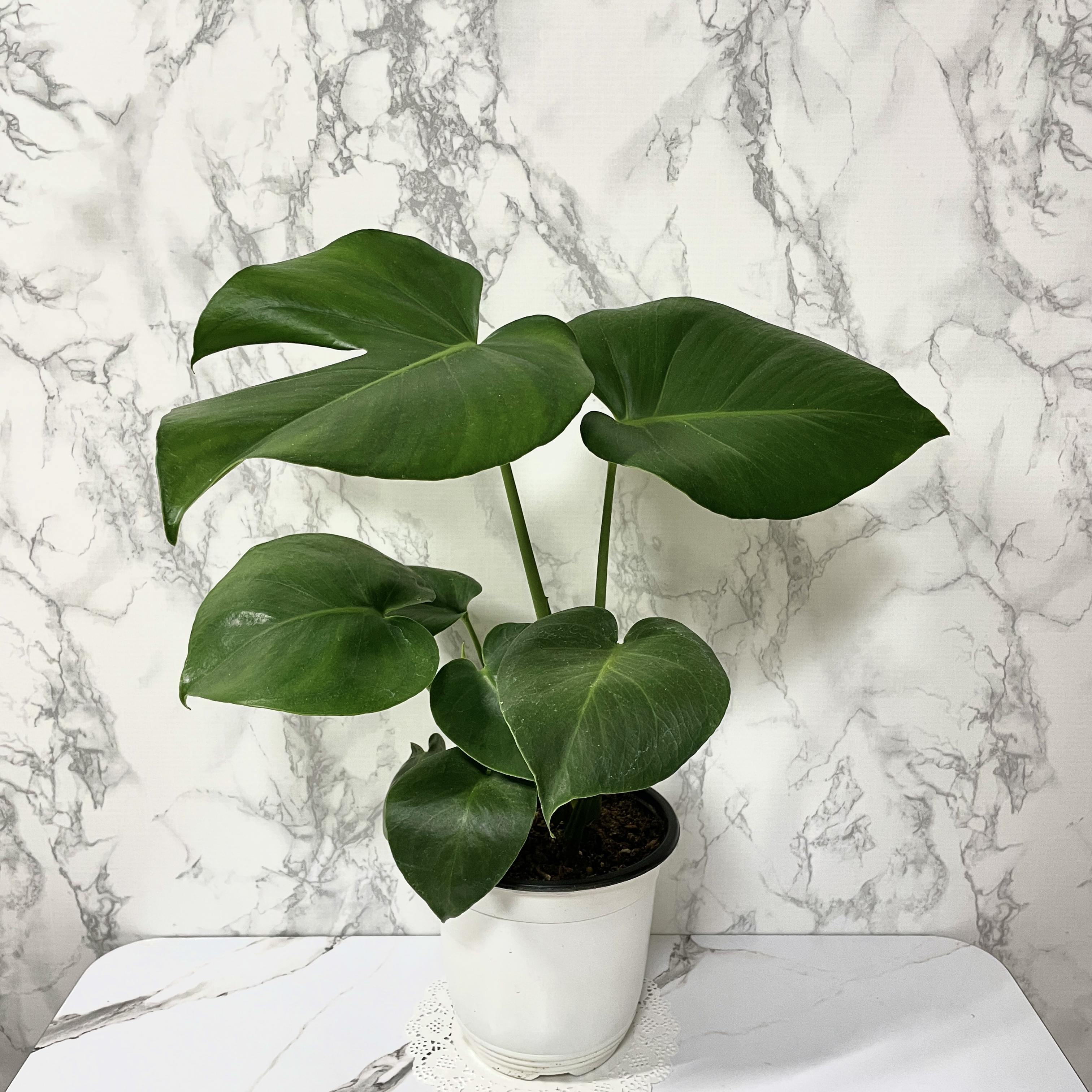 몬스테라 키우기 물주기 수경재배 분갈이 가지치기