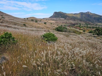 황매산 억새축제