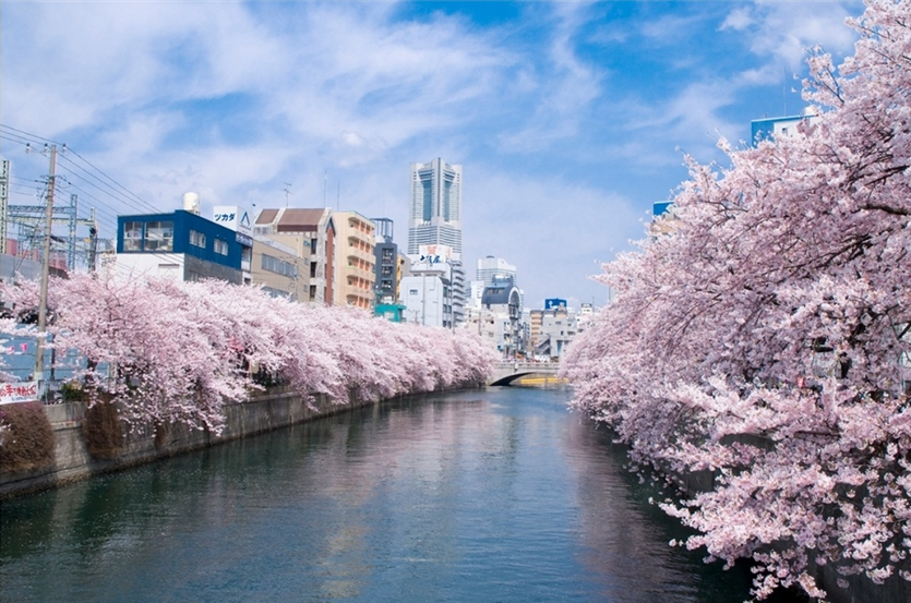 오오카강 벚꽃길