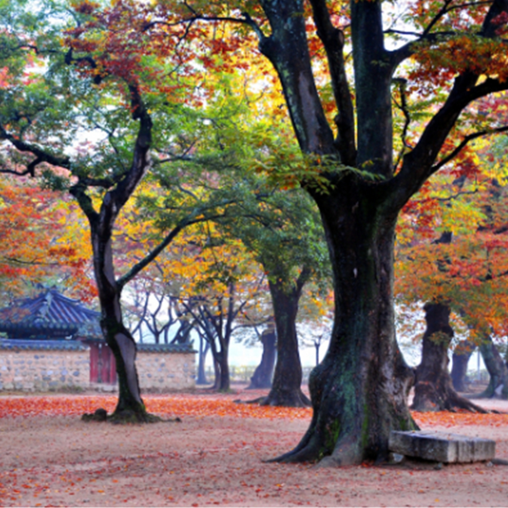 경주 단풍 절정시기