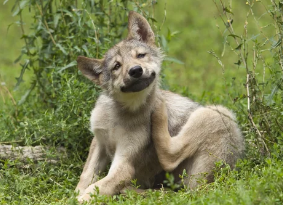 강아지 사진/출처:어도비스톡