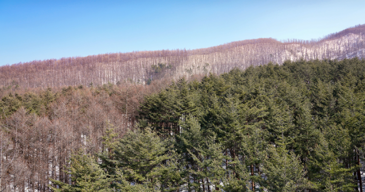 태백산 하늘전망대