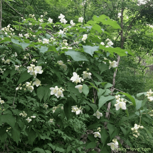 독특한 향이 있는 고광나무