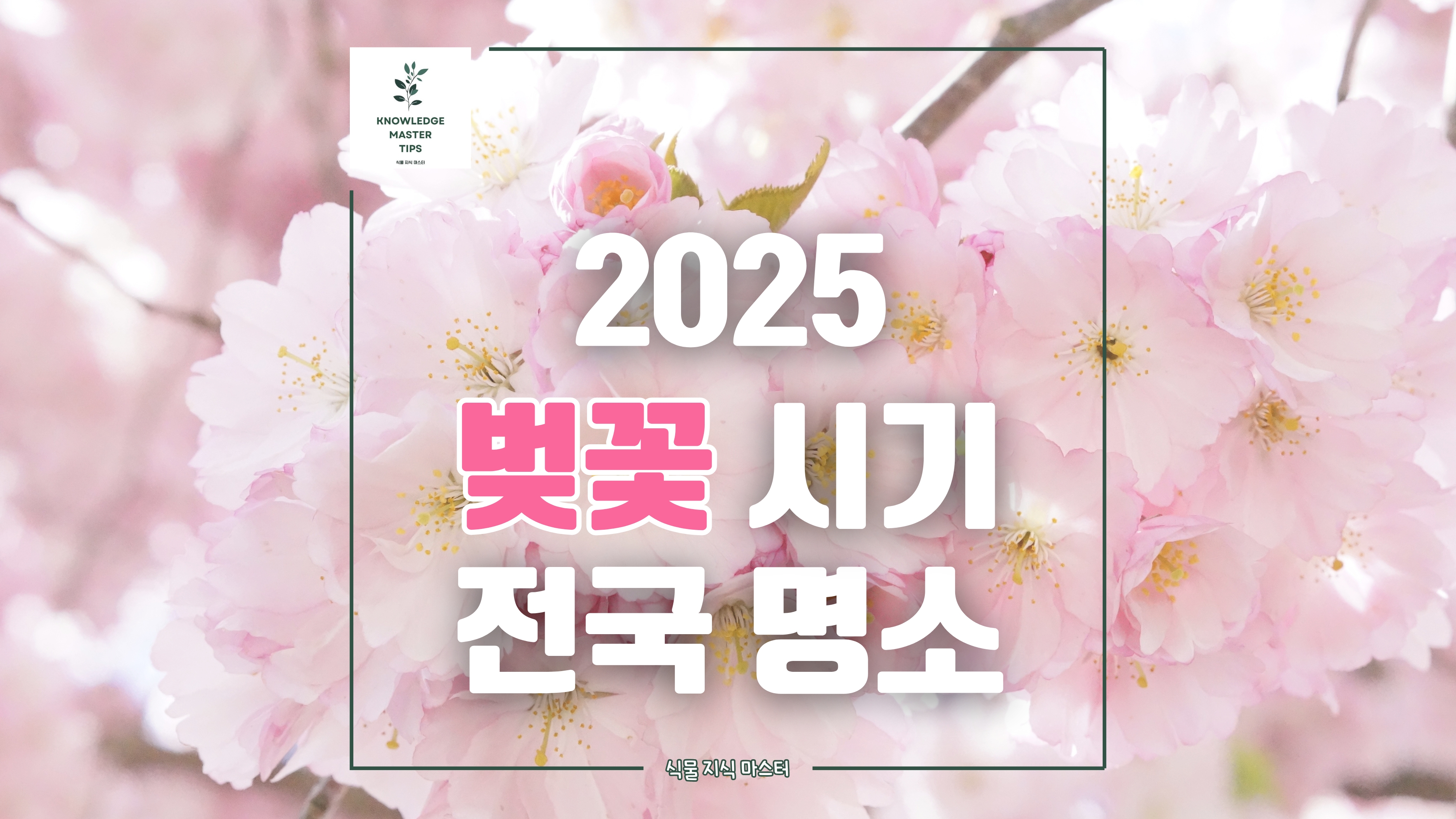 2025년 벚꽃 개화 시기, 절정은 언제? 전국 명소 추천