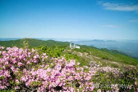 2024 영주 소백산철쭉제 기본일정과 프로그램 정리 경서 이세벽 노을 문초희 출연