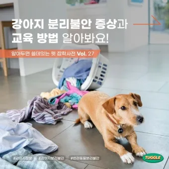 견주라면 알아야 하는 강아지 분리불안 해결법_14