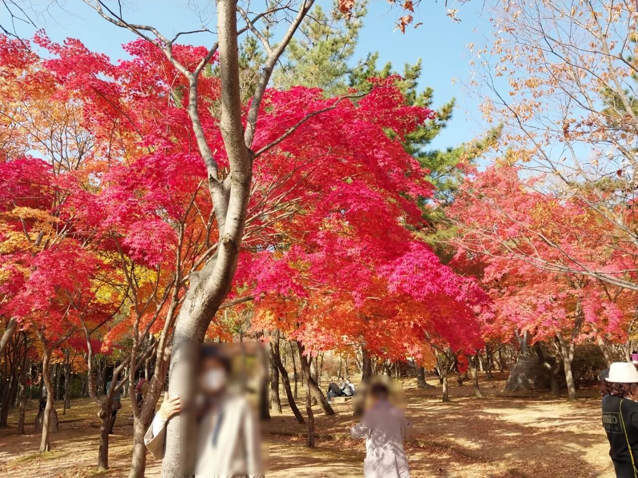 대구 가볼만한 단풍 여행은 어디일까? 대구 단풍 여행 총정리!