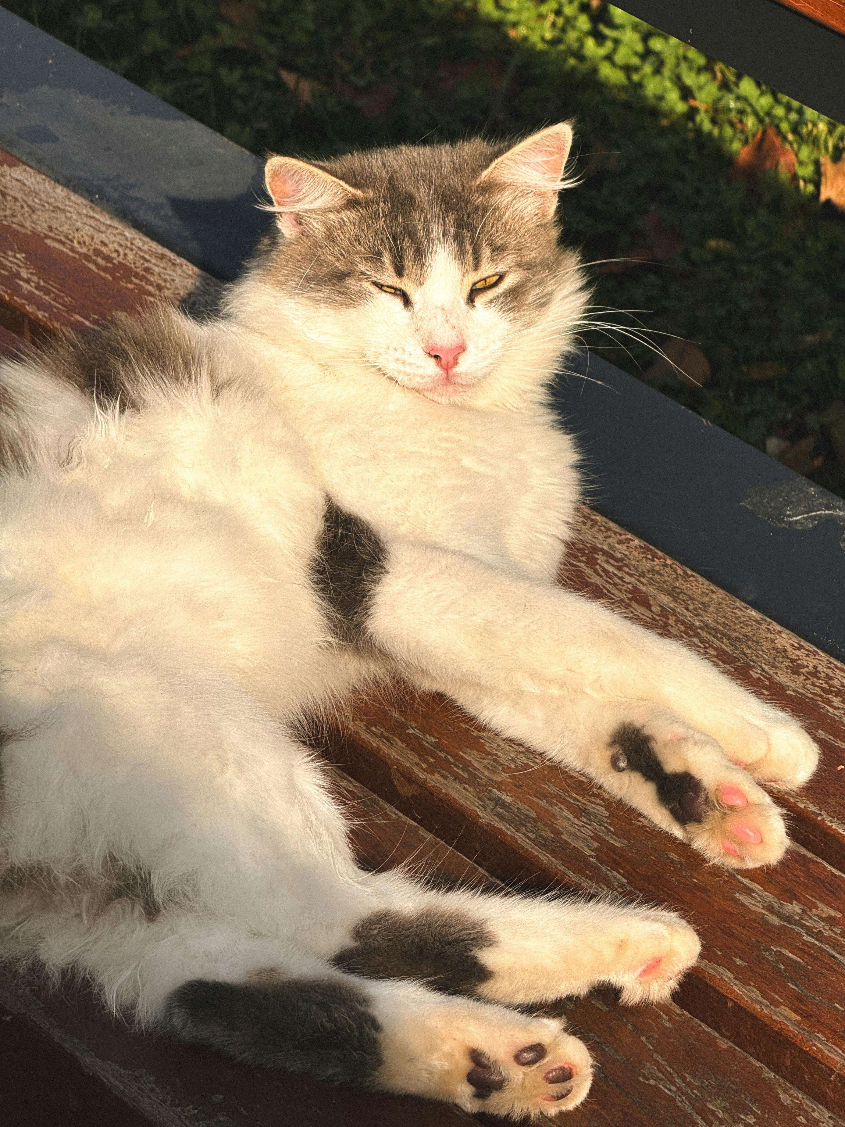 고양이 방광염 치료비 총정리｜초진&middot;검사&middot;약값 비용과 재발 관리법(2025 최신)