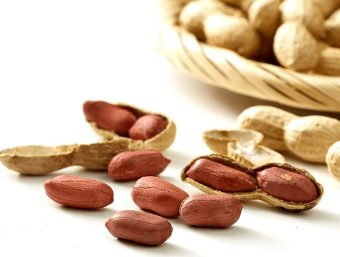 땅콩 심는 시기 수확 시기 효능 및 버터 만들기