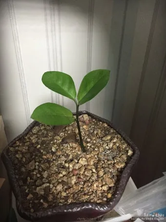 꺾꽂이 번식 시기선정 도구준비 삽목토관리 뿌리내리기 쉬운 식물_13