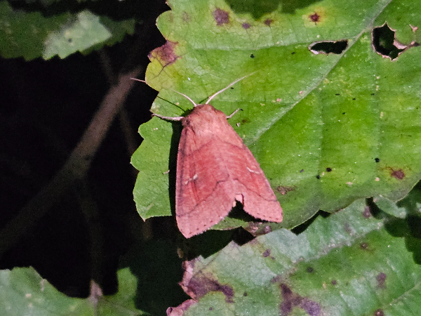 깊은산띠밤나방