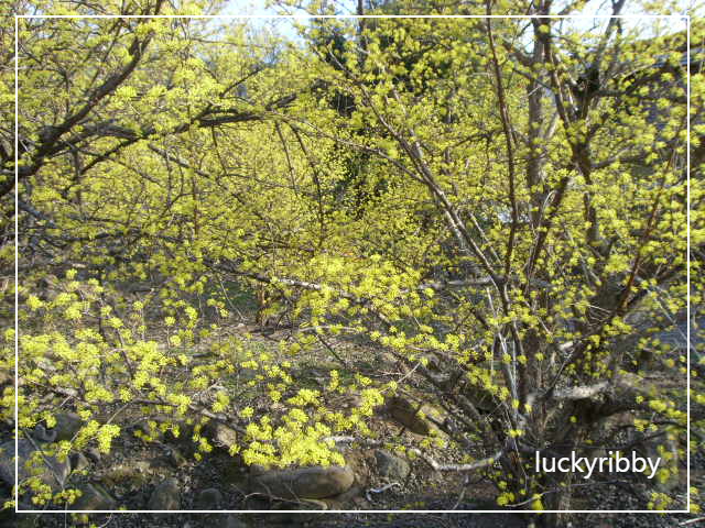 구례-산수유축제-사진