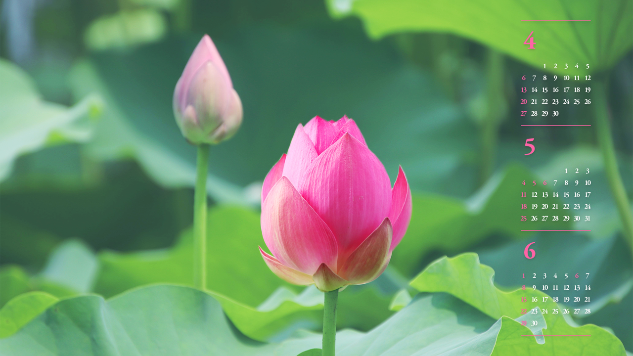 04 피기 시작한 연꽃 B - 2025년5월 노트북배경화면