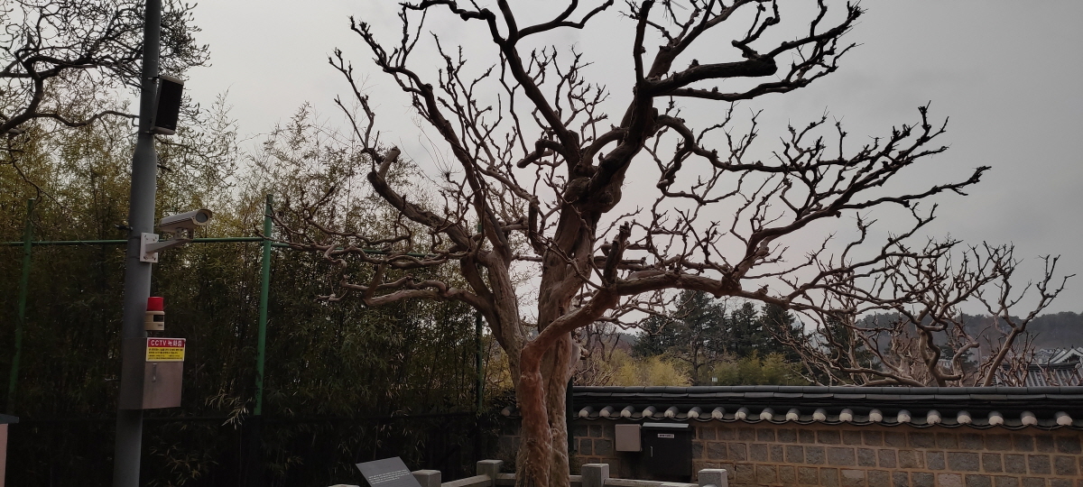 사임당 배롱나무