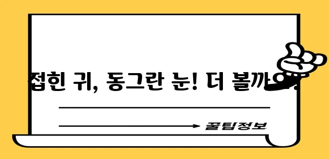 스코티시 폴드 품종 고양이의 매력적인 특성을 알아볼까요!