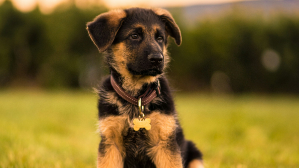 풀밭에 앉아있는 강아지