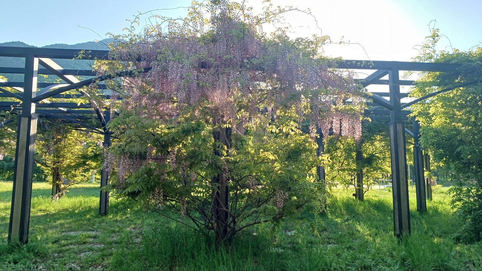 밀양댐 생태공원 등나무꽃2