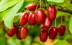 보리수 열매 효능1