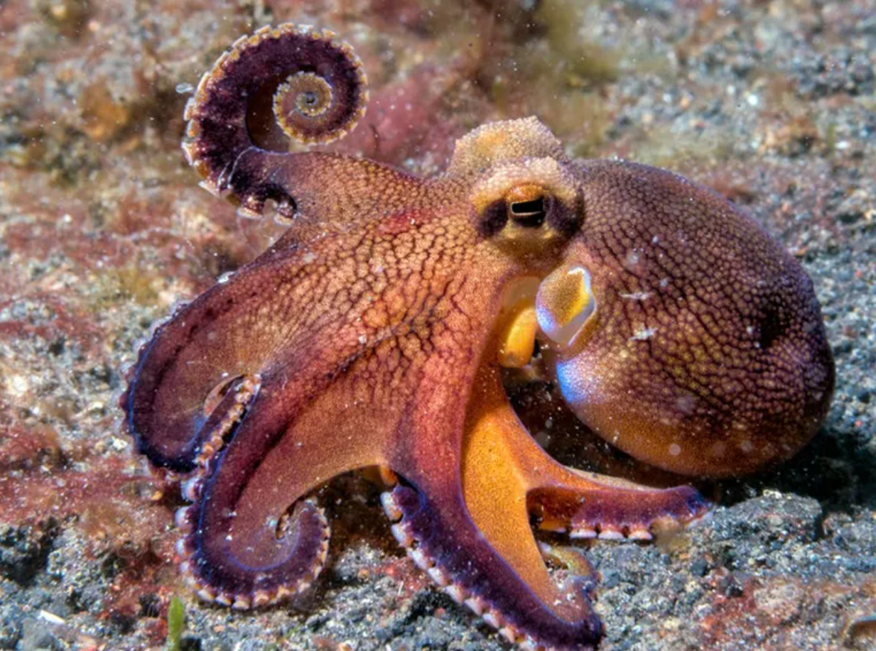 2025년 문어 금어기 총정리