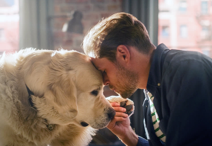 당신이 슬플 때를 강아지는 감지할 수 있을까요? 이미지