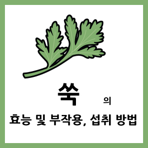 쑥