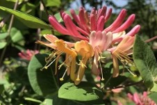 한국도로공사 전주수목원- 붉은인동 