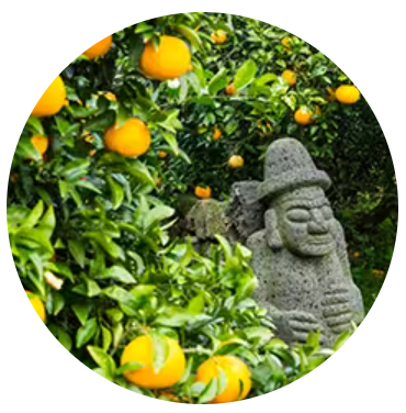 2024 제주항공 얼리버드 찜특가