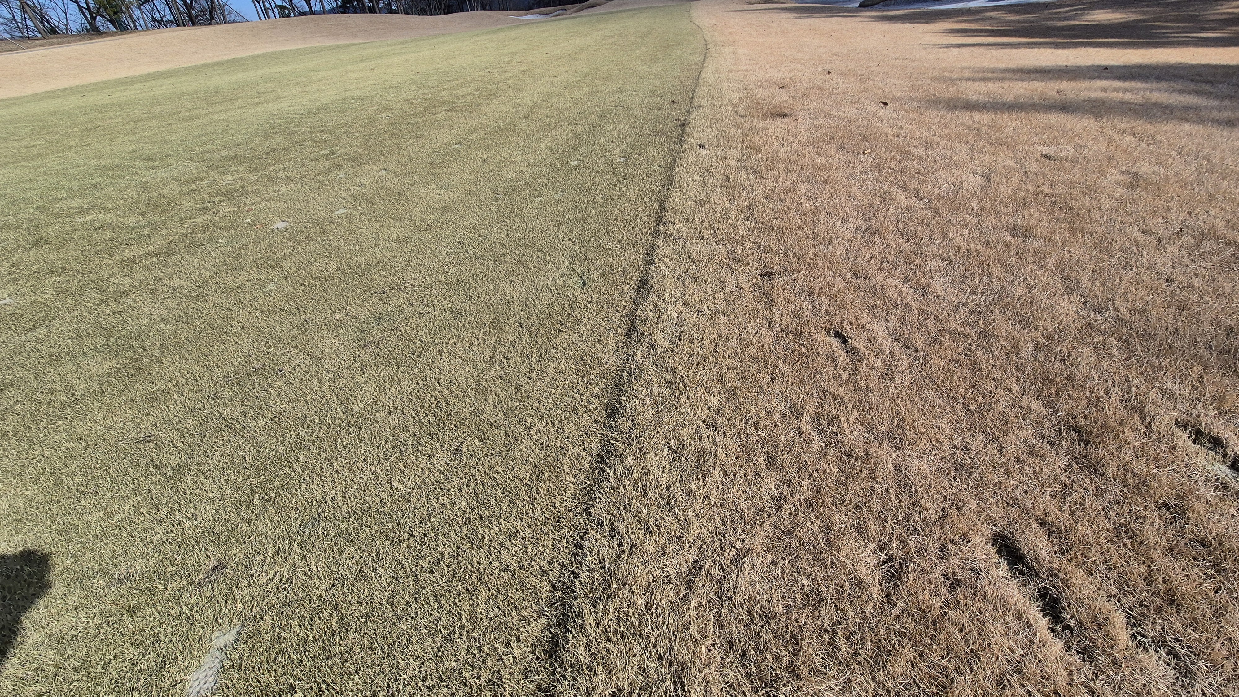 더헤븐cc 사우스-웨스트 코스 관리 상태